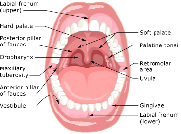 Oral Structure 76