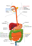 Structure of digestive system