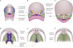 Development of the oral cavity