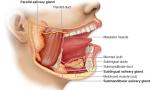 The salivary glands