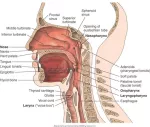 The respiratory system of the head and neck