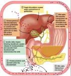 Physiology of the pancreas