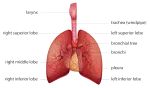 Lungs and Respiratory System of the Chest