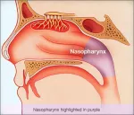 The nasopharynx