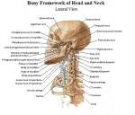 The bones of the head and neck