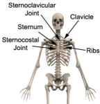 The bones of the chest and upper back