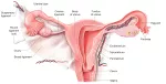 The uterus