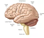 The cerebrum