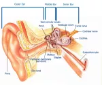 The ears and hearing