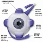 The eye muscle control