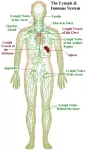 The immune and lymphatic systems