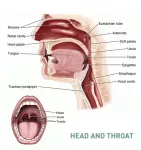 The adenoids (the pharyngeal tonsils)