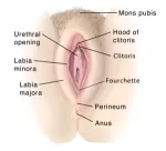 The vulva