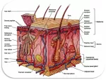 The integumentary system of the arm and hand