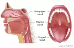 The palatine tonsils