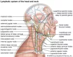 The immune and lymphatic system of the head and neck