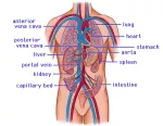 The cardiovascular system of the upper torso