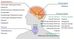 The endocrine system of the head and neck