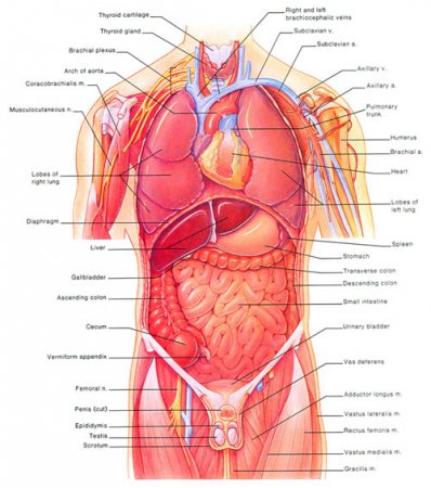 Cells, tissues, organs, organs systems and organs apparatus
