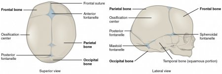 Development of the skeleton