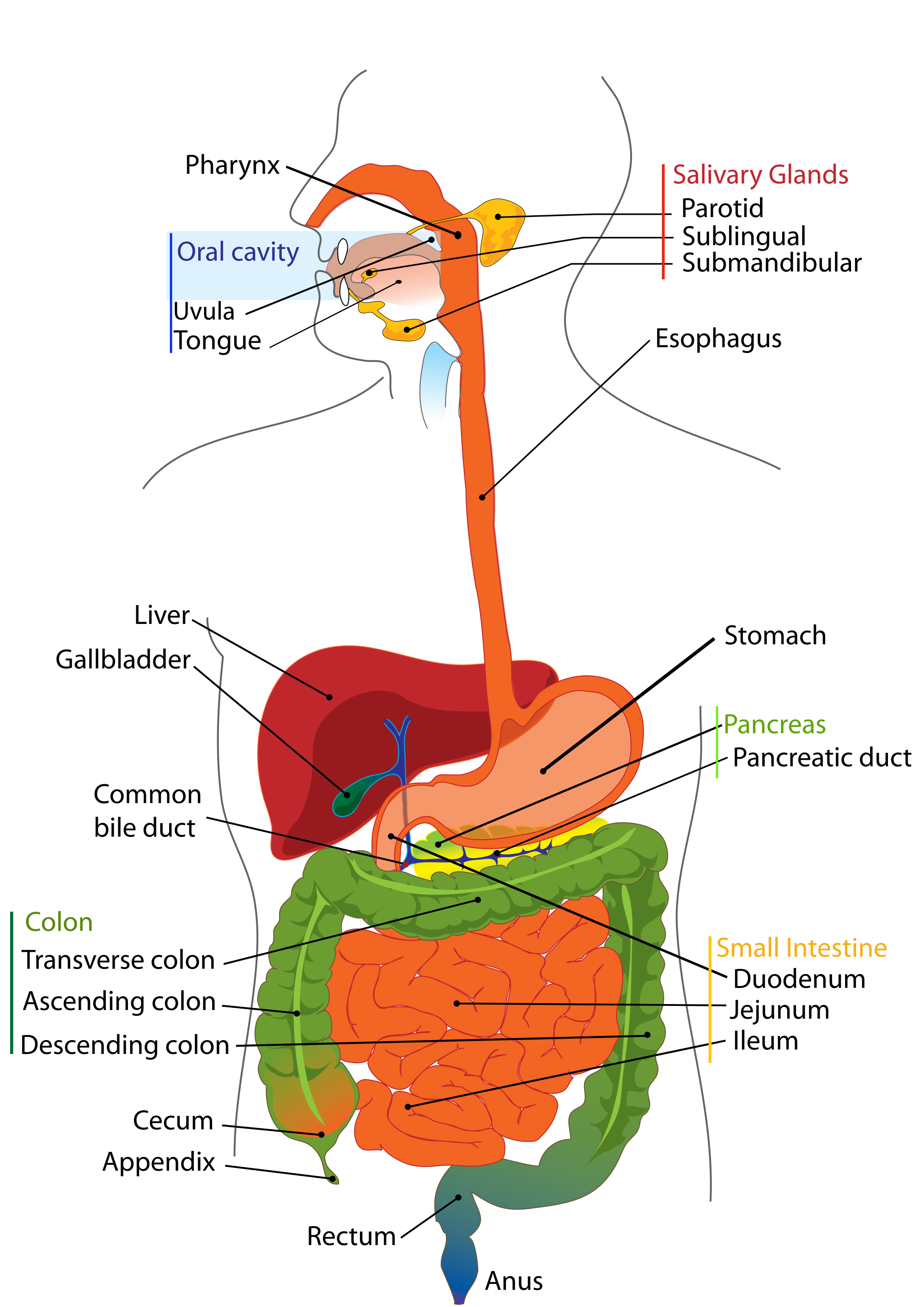 Digestive System Structure Of Digestive System