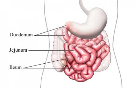 Structure of digestive system