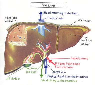 Physiology of the liver