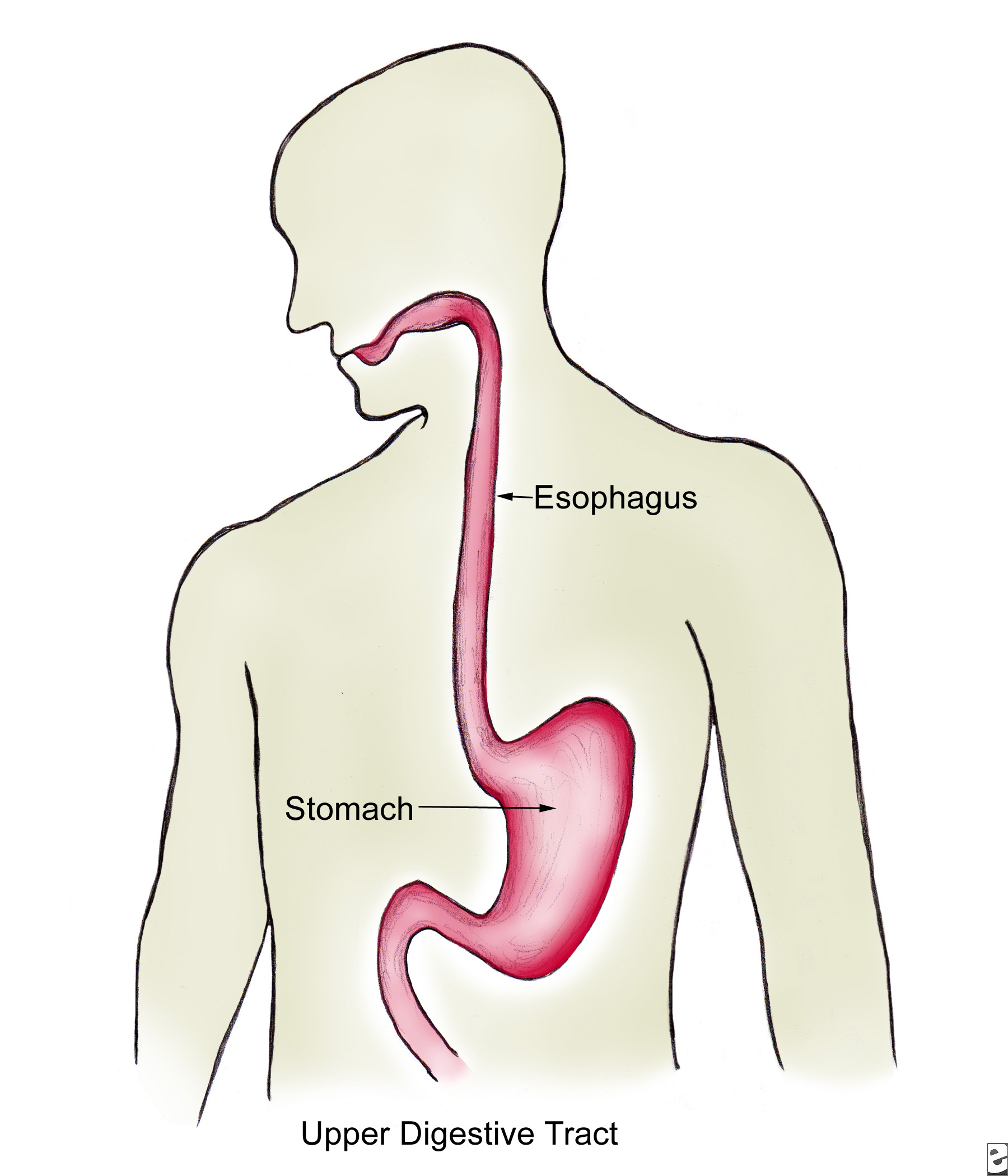 The esophagus Structure of the esophagus