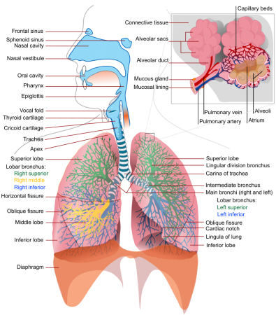 Physiology of the respiratory system