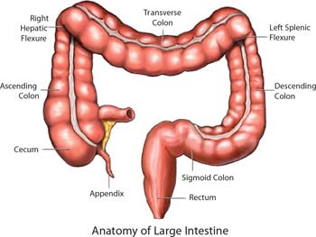 The transverse colon