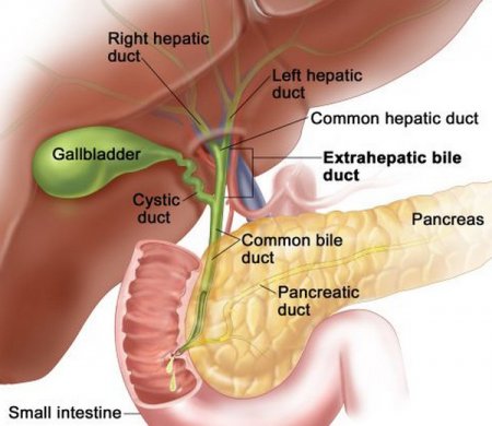 The gallbladder