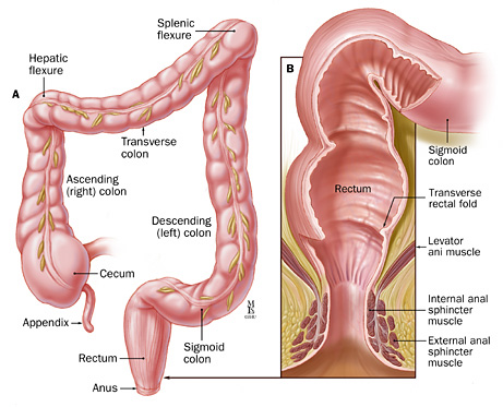 The rectum | Anatomy of the rectum | Physiology of the rectum | Histology  of the rectum - Anatomy-Medicine.COM