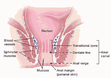 The anus | Anatomy of the anus | Physiology of the anus -  Anatomy-Medicine.COM