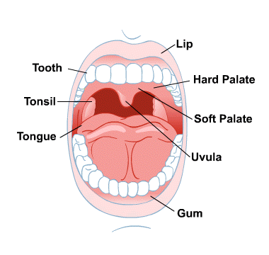 The mouth