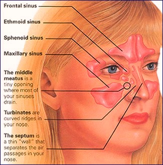 Nose, Sinuses and Smell