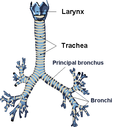 The trachea