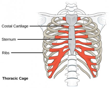 The costal cartilage