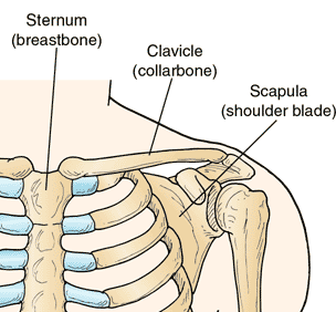The clavicle (collarbone)