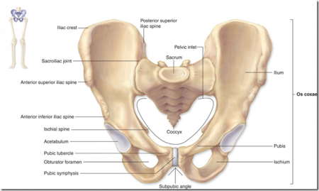 The bones of the pelvis and lower back