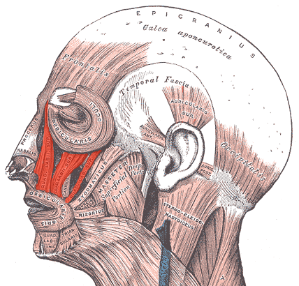 The muscles of the head and neck