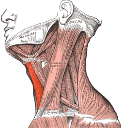 The muscles of the chest and upper back