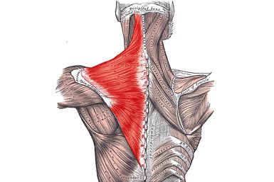 The muscles of the chest and upper back