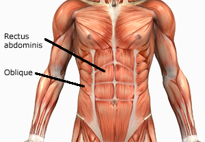 The muscles of the abdomen, lower back, and pelvis