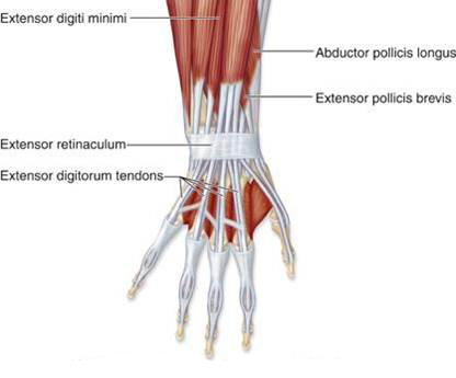 The muscles of the arm and hand