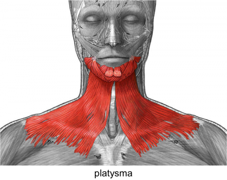 The muscles of the head and neck