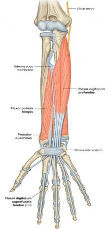 The muscles of the arm and hand