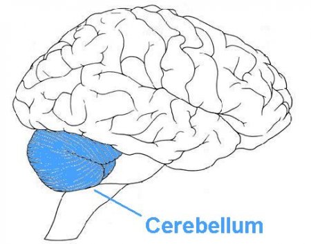 The cerebellum