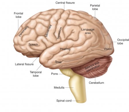 The cerebrum