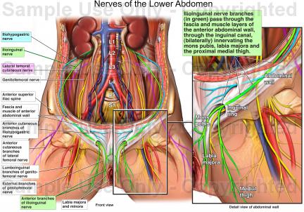 The nervous system of the abdomen, lower back, and pelvis