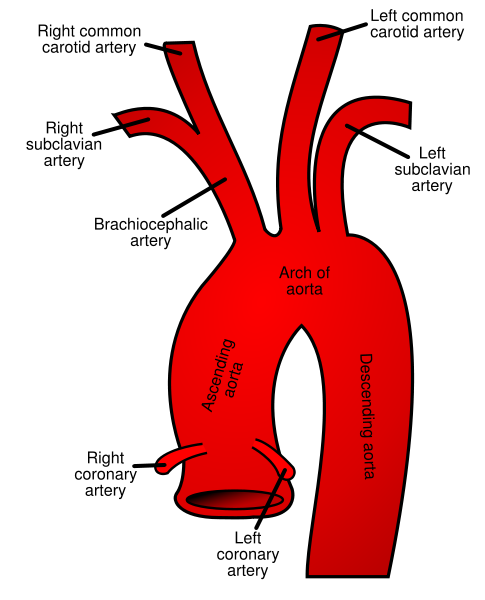 Descending Aorta Function
